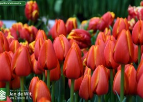 Tulipa World's Favourite ® (3)
